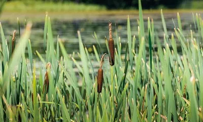 端午の節句 日本端午节 日本文化 远之博日语培训 深圳日语培训中心 深圳日语学习班 日语网校 远之博日语培训